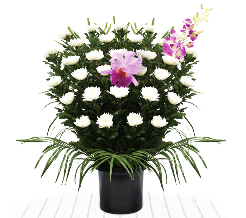 菊供花